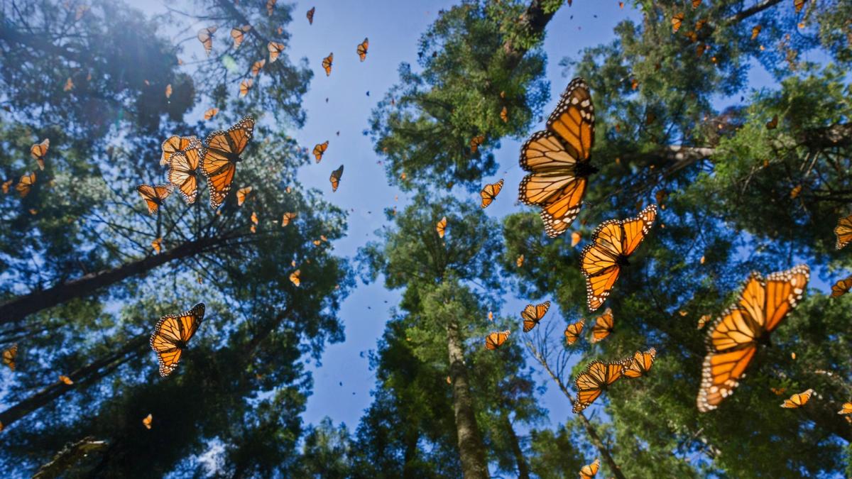 monarch butterflies in trees and sky