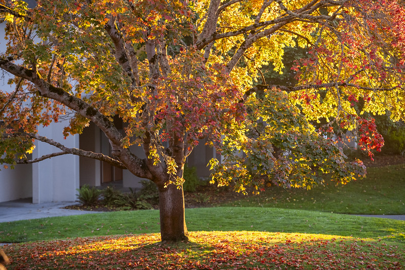 tree in autumn on campus 